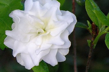 rododendron - miniaturka ... **** (ulub. glinka121) **** #krzewy #rododendrony #kwiaty #wiosna #ogród #maj