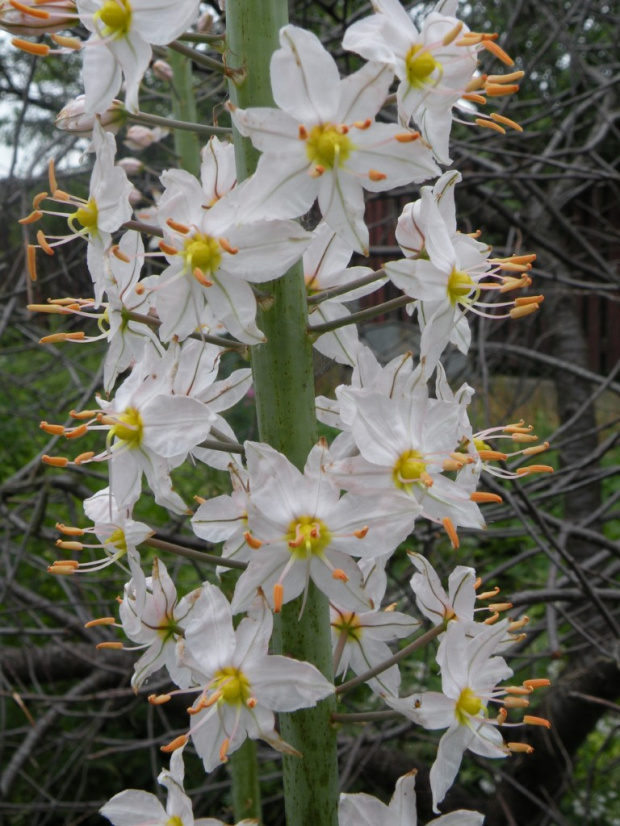 Eremurus robustus