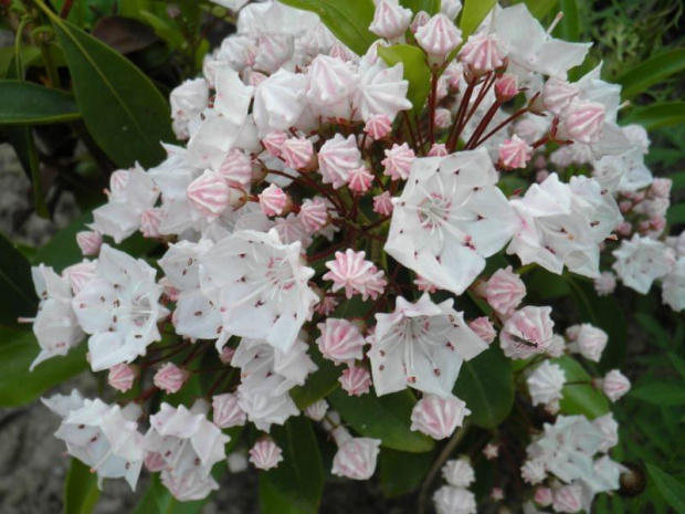 #Kalmia