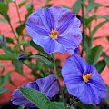 szafirowe ... niebieskie ... fioletowe ...
życzę Wam dobrego i słonecznego weekendu ... :)) #kwiaty #SzafirowaBurza #psianka #ogród #wiosna