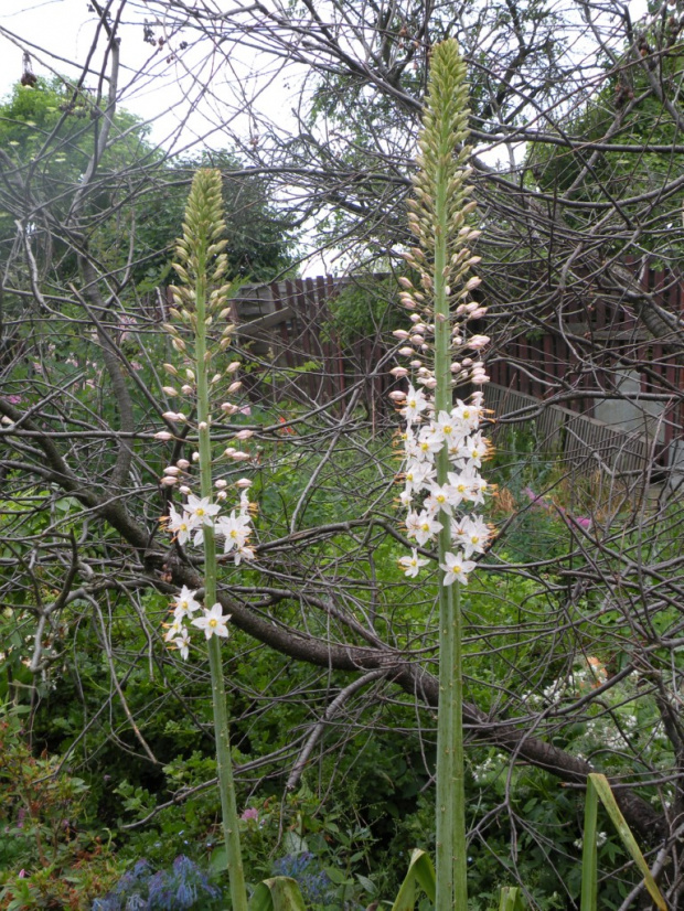 Eremurus robustus