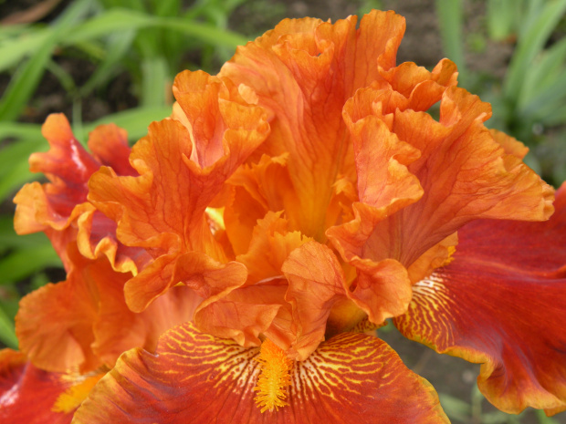 Iris 'Rustler'