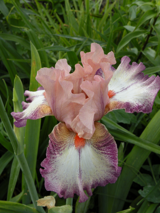 Iris 'Morning Mood'