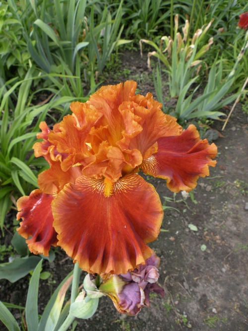 Iris 'Rustler'