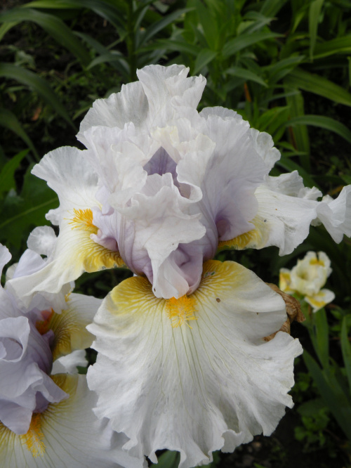 Iris 'Suspicion'