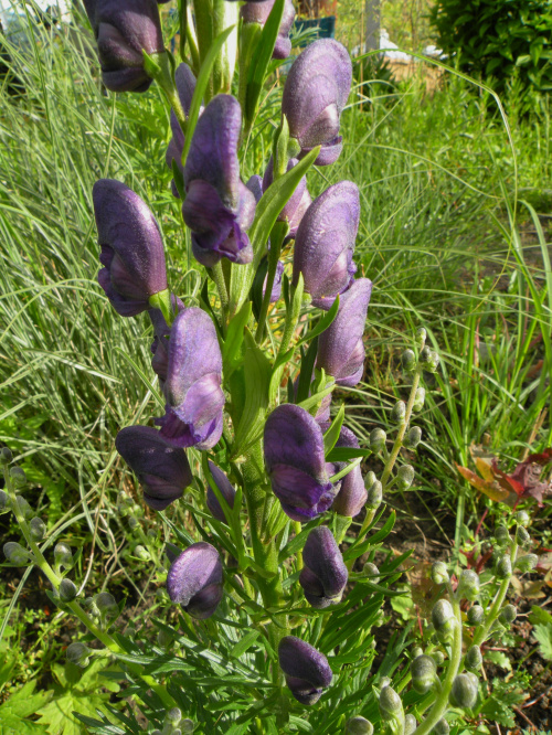 Aconitum napellus 'Blautanne' ?