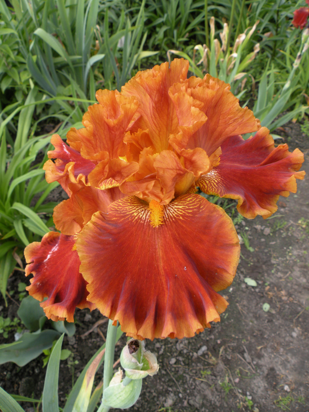 Iris 'Rustler'