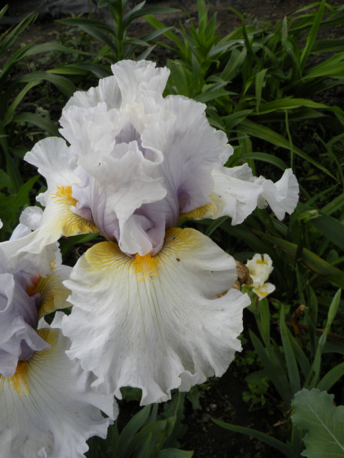 Iris 'Suspicion'