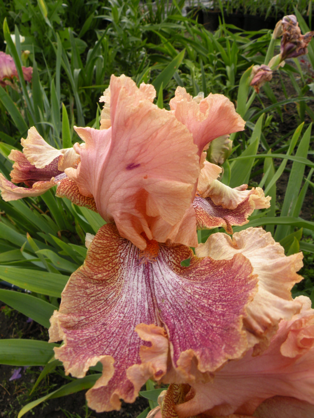 Iris 'Indian Summer' ?