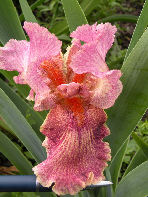 Iris ''Provocation Lady'