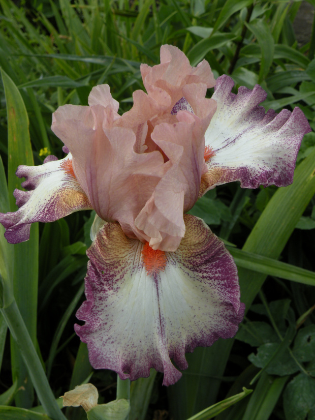 Iris 'Morning Mood'