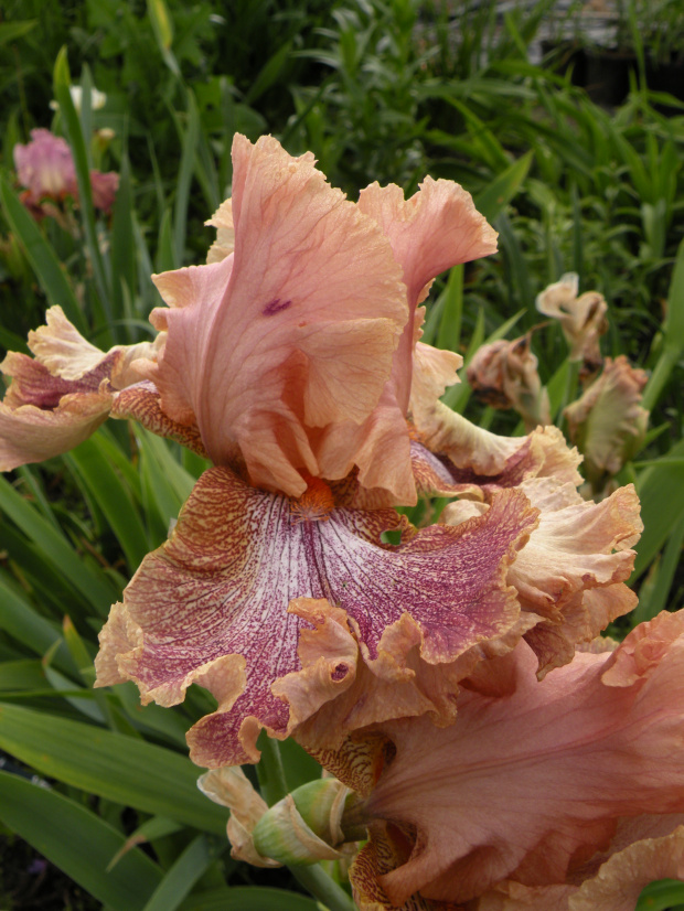 Iris 'Indian Summer' ?'