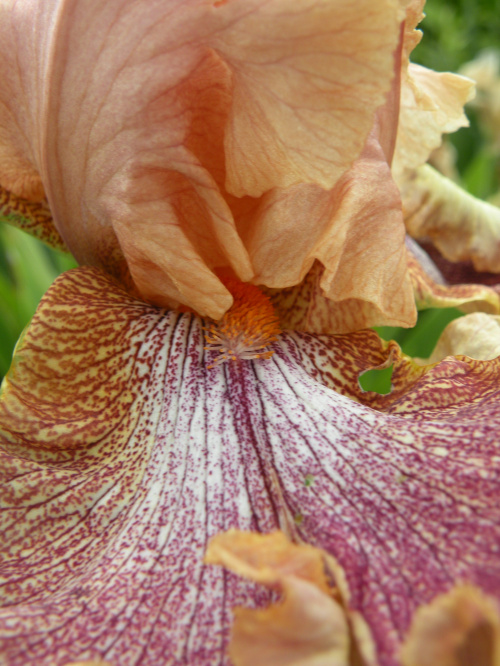 Iris 'Indian Summer' ?'