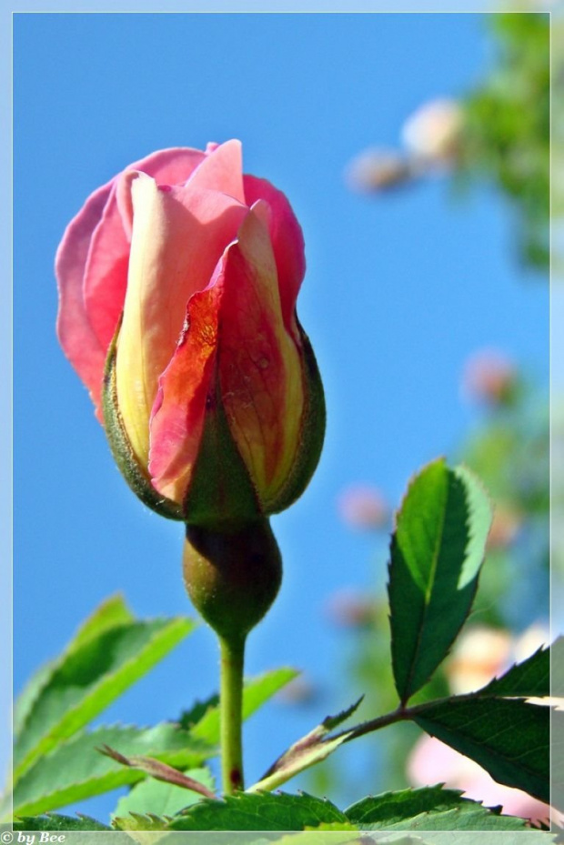 #róże #kwiaty #ogród