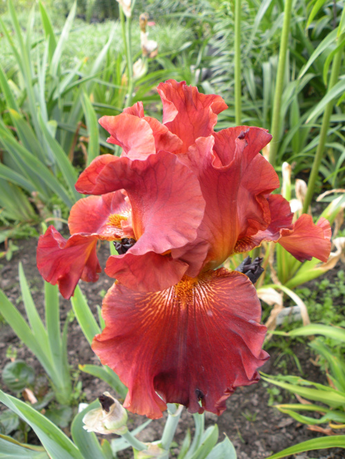 Iris 'Dynamite'