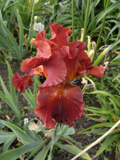 Iris 'Dynamite'