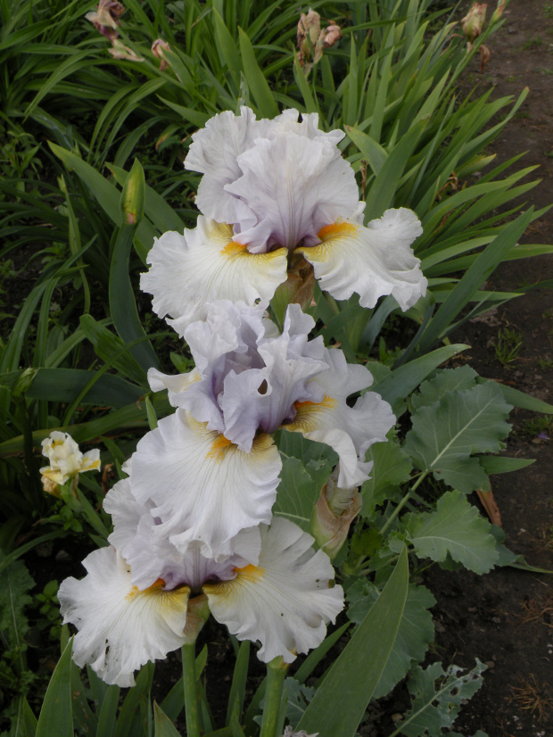 Iris 'Suspicion'