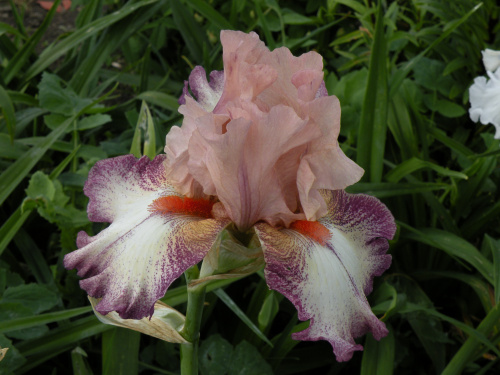 Iris 'Morning Mood'