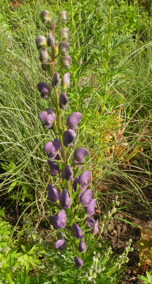 Aconitum napellus 'Blautanne' ?