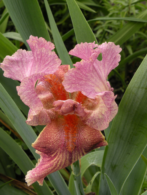 Iris ''Provocation Lady'