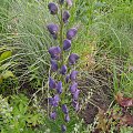 Aconitum napellus 'Blautanne'