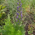 Aconitum napellus 'Blautanne'