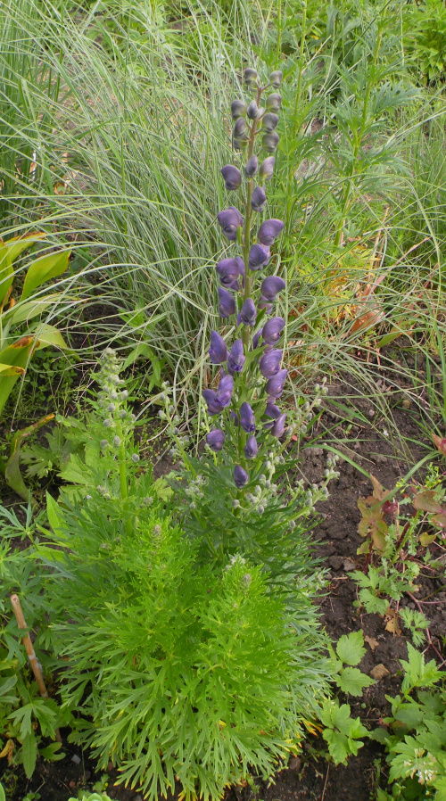 Aconitum napellus 'Blautanne'