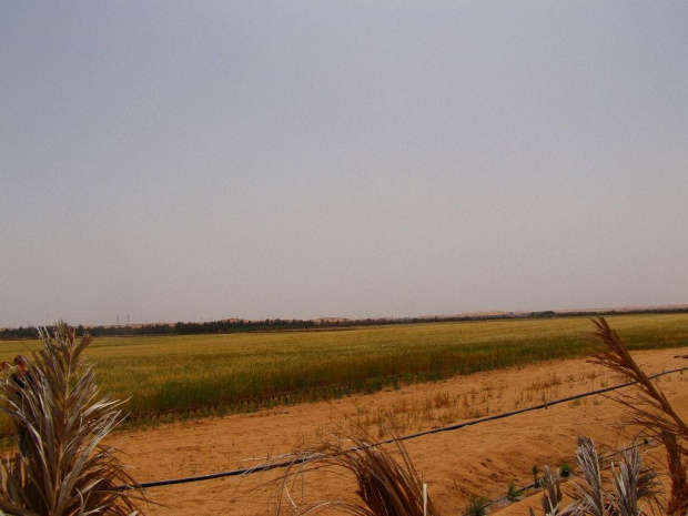 Wadi Alhayat (Dolina życia) w Fezzan.