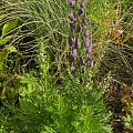 Aconitum napellus 'Blautanne' ?