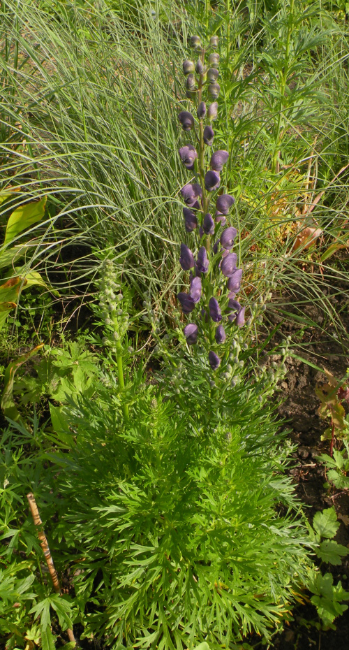 Aconitum napellus 'Blautanne' ?