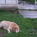 aż Lady zasnęła