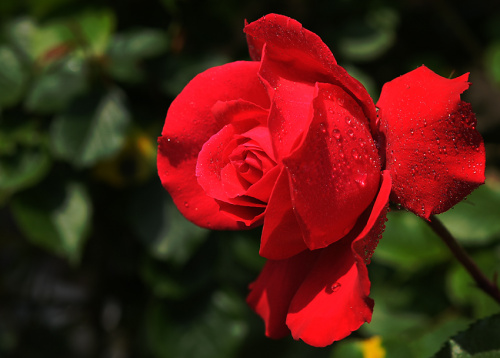 Wieczorem byla jeszcze pakiem ,a rano piekna roza zostala:) #kwiaty #roze #ogrody