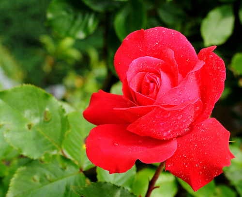 Wieczorem byla jeszcze pakiem ,a rano piekna roza byla:) #kwiaty #roze #ogrody