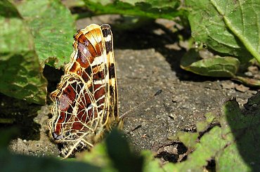 #RusałkaKratkowiec #motyl
