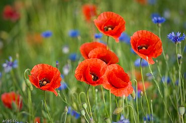 Makowo-chabrowo... #kwiaty #maki #chabry #natura #arietiss