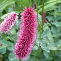 Sanguisorba menziesii