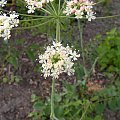 Laserpitium latifolium