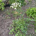 Laserpitium latifolium