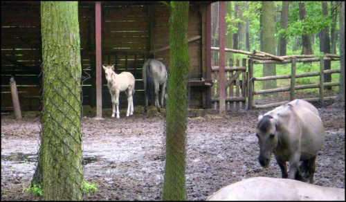 Koniki polskie w parku w Gołuchowie