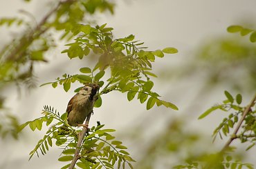 czy mazurek to ptak wróblowaty? #ptaki #mazurek