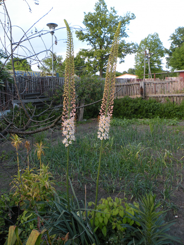 Eremurus 'Roford' ?