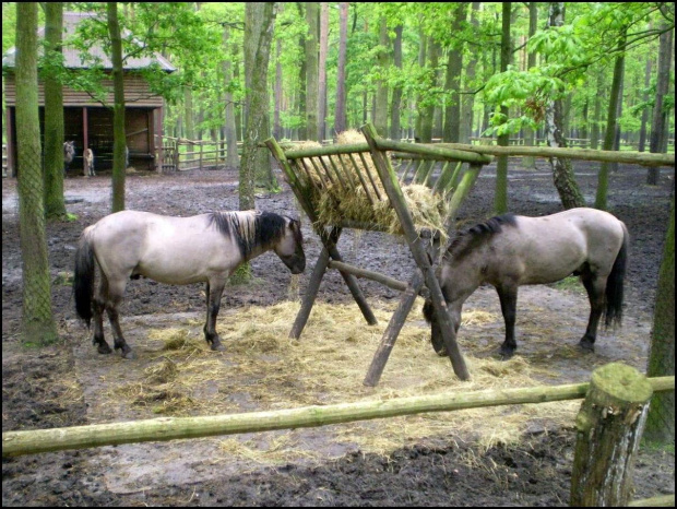 Koniki polskie w parku w Gołuchowie
