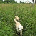Corsa ledwo się przeciśnie do przodu