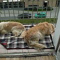 Po powrocie dziewczynki wróciły do obowiązków czyli do pełnienia dyżuru na przyzbie a raczej na balkonie