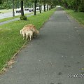 Później Sobieskiego czyli normalnie