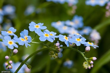 Niezapomniane... #kwiaty #niezapominajki #flora #natura #arietiss