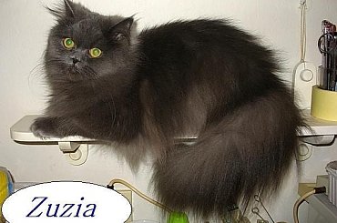 #Zuzia #Koty