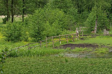 starorzecze Wieprza ok.Niebrzegowa #Wieprz #starorzecze