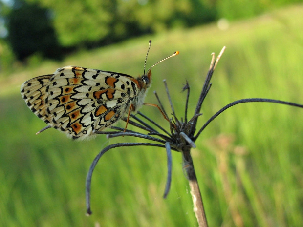 #motyl #PrzeplatkaAtalia