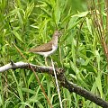 Brodziec piskliwy***
(brodziec krzykliwy, kuliczek piskliwy, piskliwiec) _(Actitis hypoleucos) #BrodziecPiskliwy